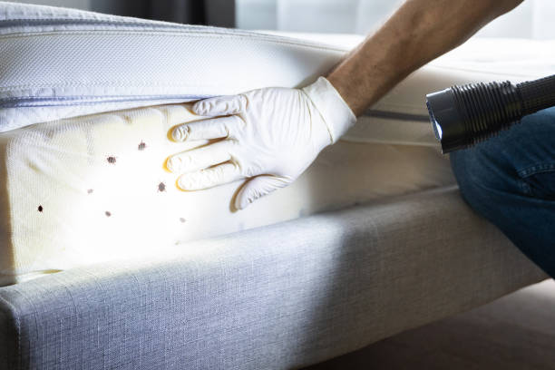Pest Prevention Services in Youngstown, NY