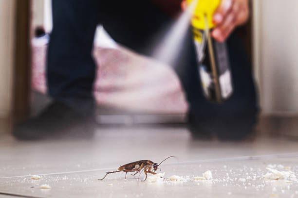 Best Local Pest Control Services  in Youngstown, NY